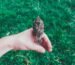Значит ли кротость слабость? Пастырские размышления о нежности